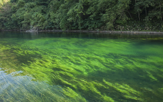 Lake Shikotsu ranked first in Japan for 11 consecutive years for water quality